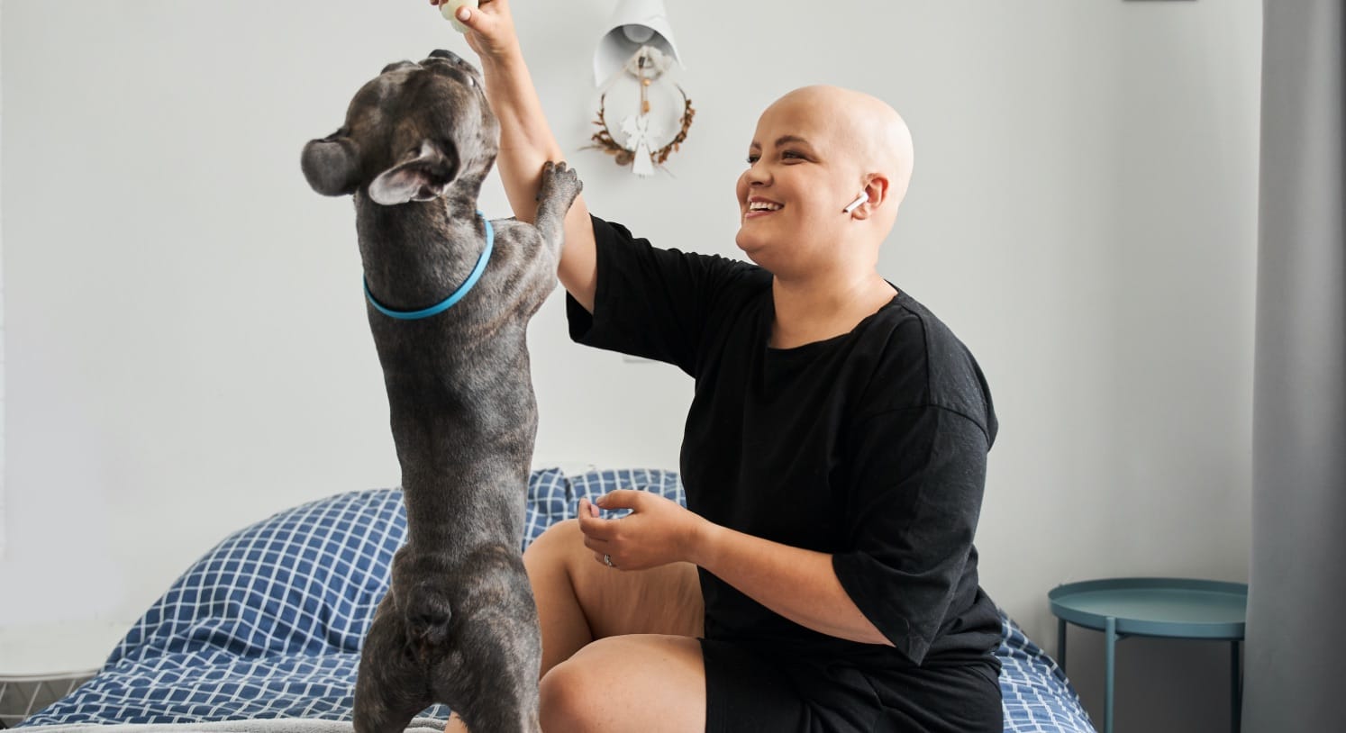 Person in black shirt playing with grey French Bulldog wearing blue collar on a blue patterned bed.